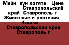 Мейн- кун котята › Цена ­ 15 000 - Ставропольский край, Ставрополь г. Животные и растения » Кошки   . Ставропольский край,Ставрополь г.